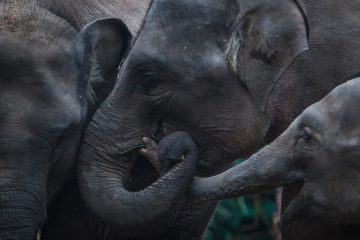 Klima / Simbabwe will wegen Dürre und Lebensmittelknappheit 200 Elefanten töten