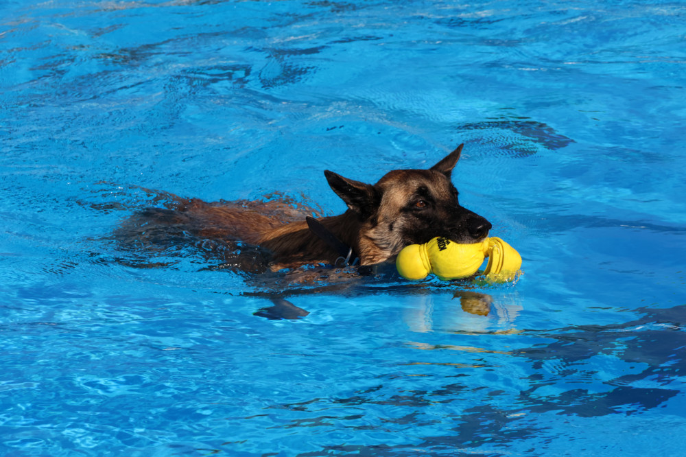 Düdelingen / Ab ins kühle Nass: Beim „Muppeschwammen“ durften Vierbeiner im Freibad ins Wasser