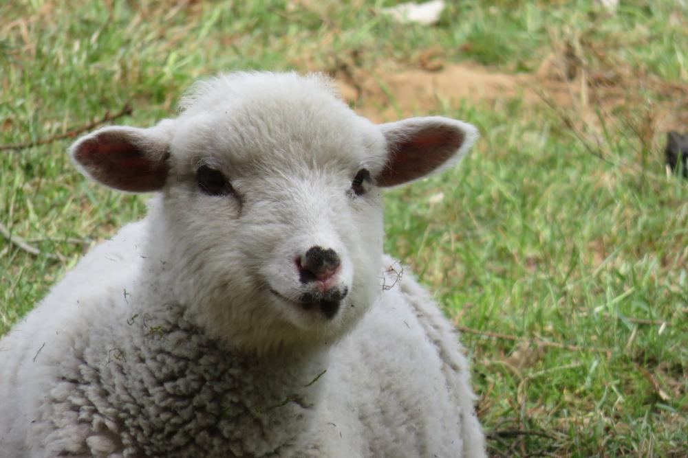 Schafe als Mähmaschine