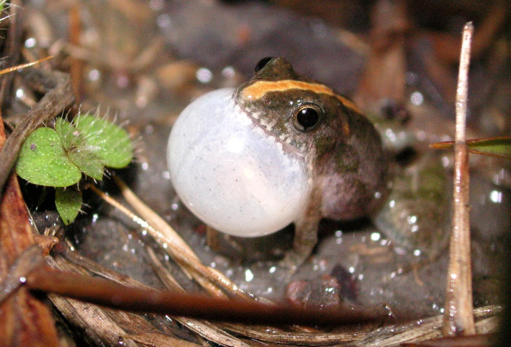 Frosch mit dem 